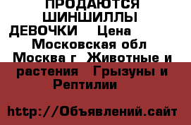 ПРОДАЮТСЯ ШИНШИЛЛЫ (ДЕВОЧКИ) › Цена ­ 1 000 - Московская обл., Москва г. Животные и растения » Грызуны и Рептилии   